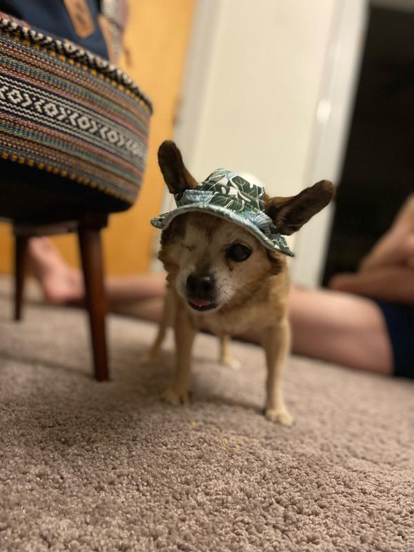 Bitzi, our 16 year old doghter