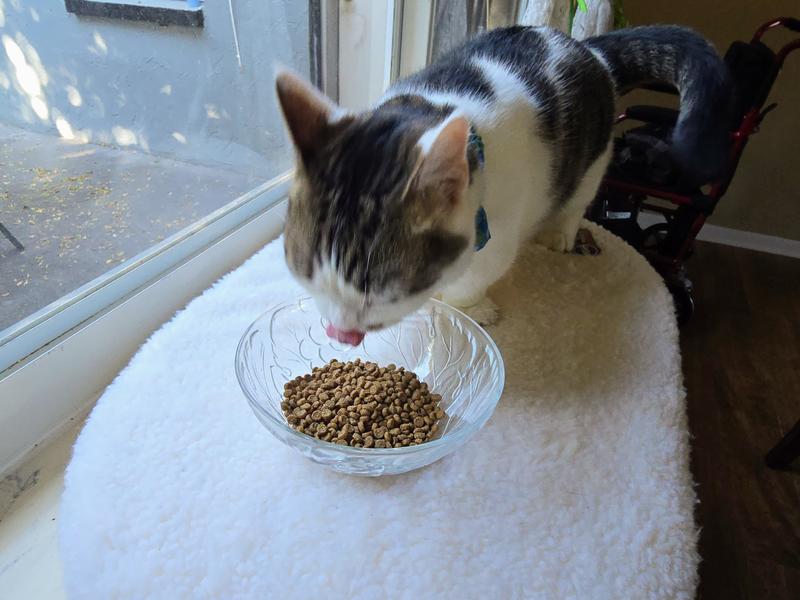 Oliver eating Nulo Prowess Sensitive