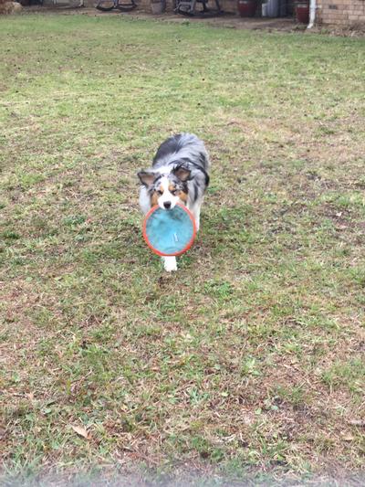 Gidget approves this message.