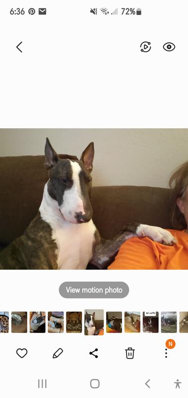 I luv my new bully sticks