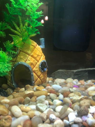 Penn Plax SBR10 SpongeBob's Ananas Haus, 16.5 c