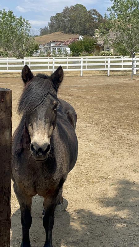 My 3 dogs were bathed with it and my pony