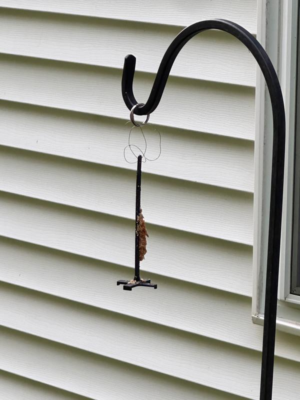 Swelling of suet and breakage.