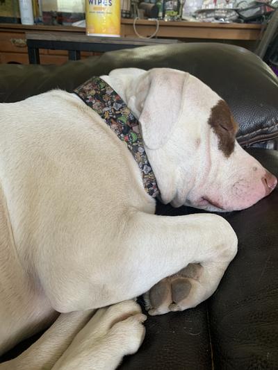 Mochi napping in style