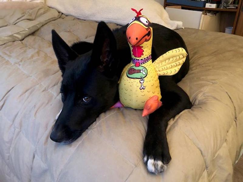 Suspicious chicken dog toy store