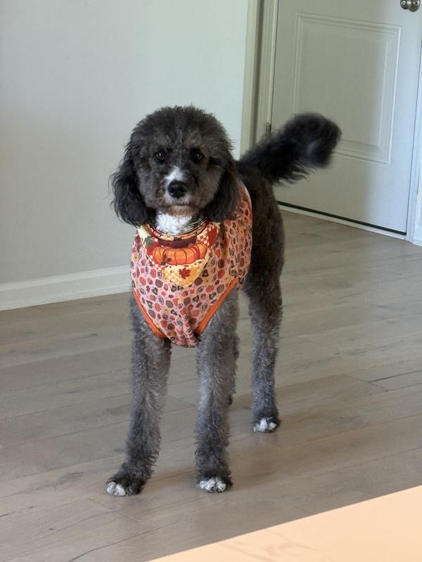 Cute and perfect fit, but expensive!