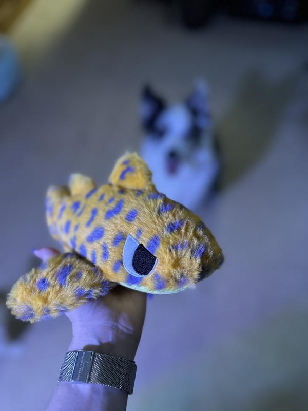 Adorable shark!