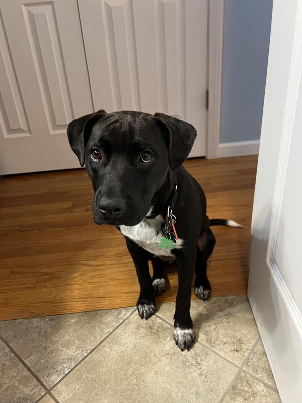 Looking for her treat