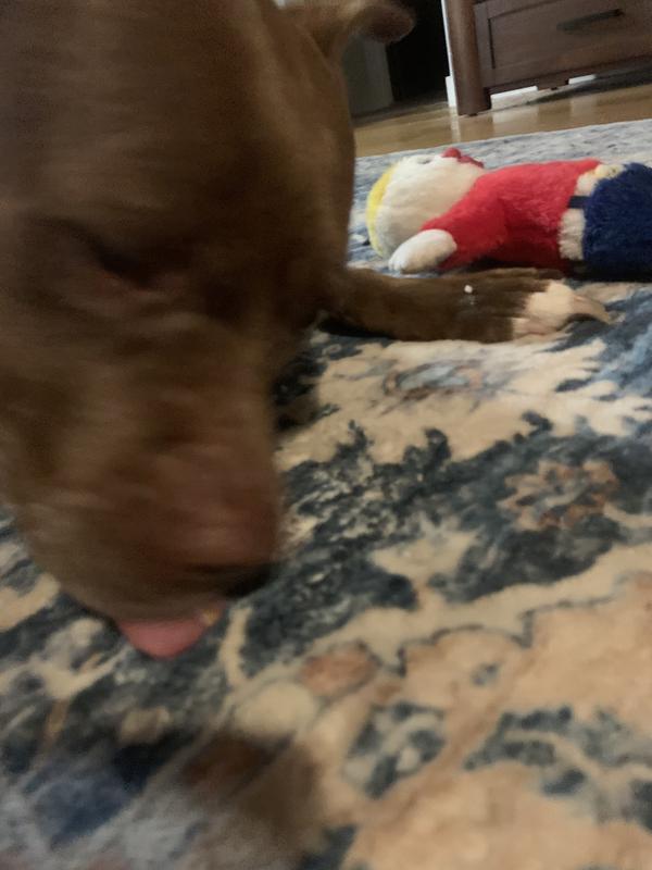 fig 2. treat demolished