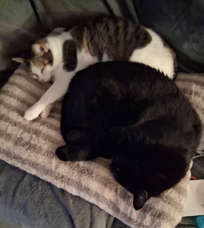 Ivy and Leo liking this bed more than not liking each other! 😂