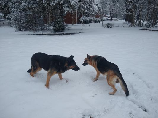 Reina and Strider in the snow