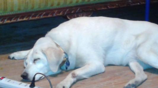 My sweet older dog resting peacefully after dinner. Which she kept down :0)