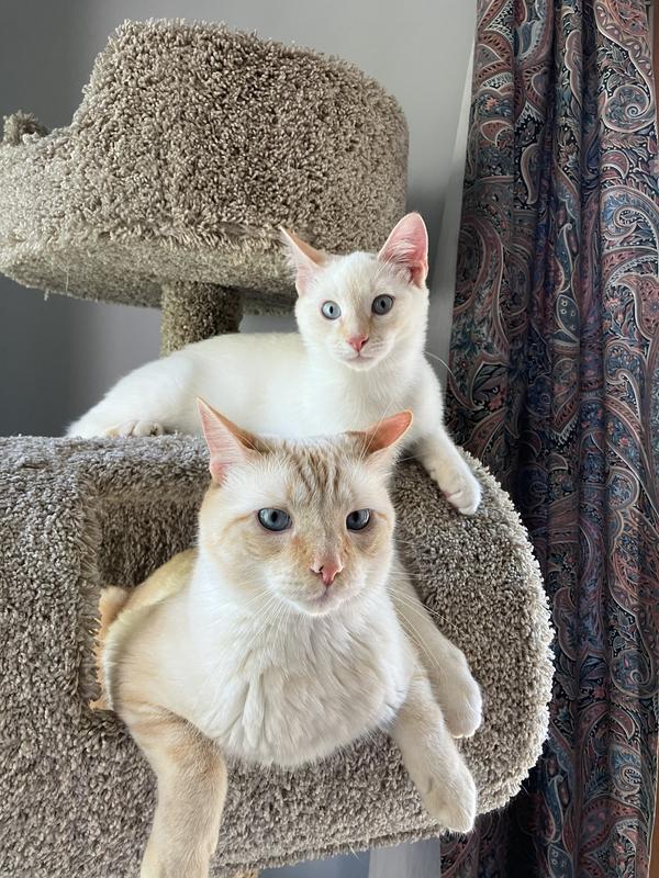 Two happy, healthy kitties!