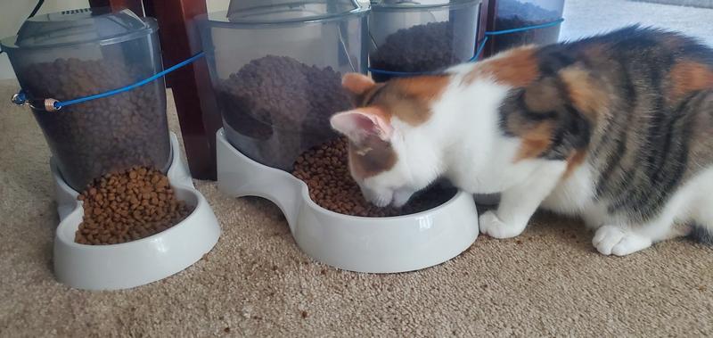 Our newest girl Penny, enjoying her new feeder