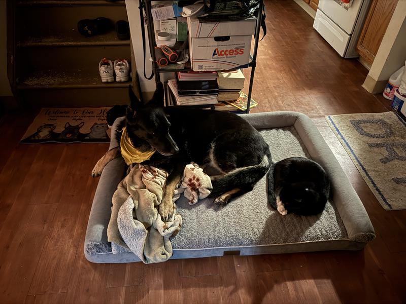 All comfy after a full belly