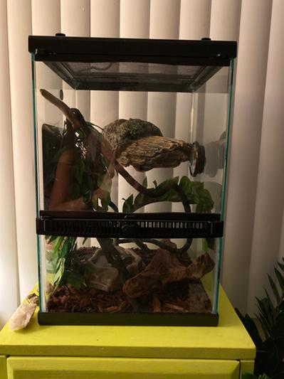 Zilla crested gecko clearance kit