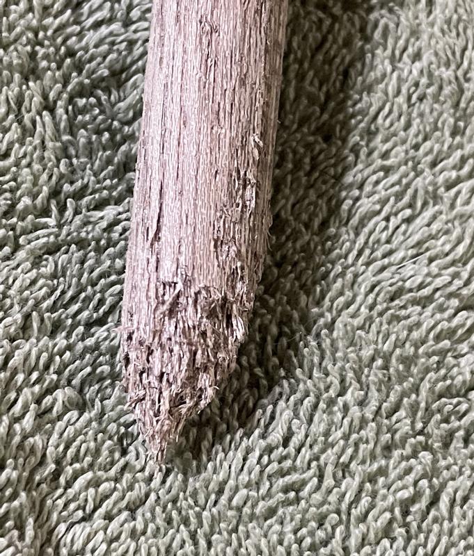 Chewed broken perch.