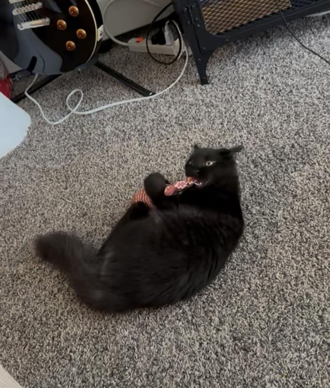 He went bonkers! 😂