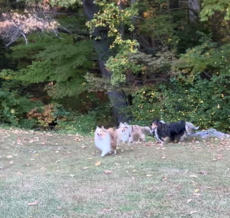 Don’t have to worry about ticks with credelio