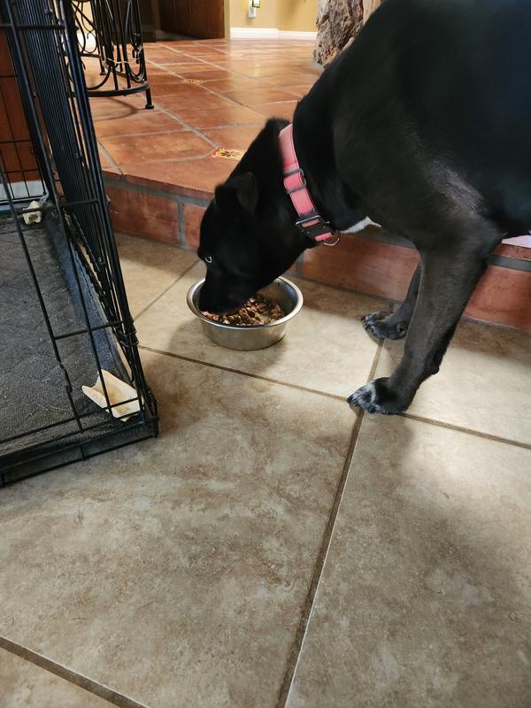 Halo Elevate Homestyle Bone-In Chicken Stew with Pumpkin & White Potatoes Grain-Free Wet Dog Food, 12.7-oz can, case of 6