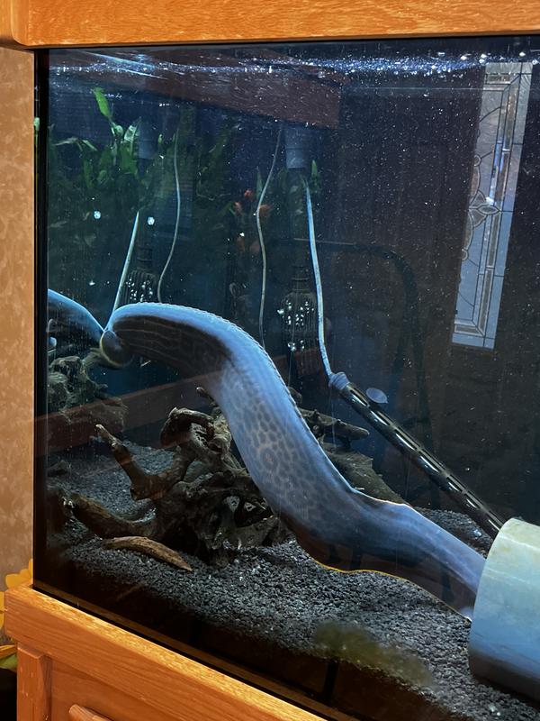 Eel is pleased with the Vac too