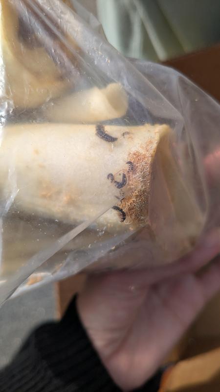 Dermestes beetles and larvae