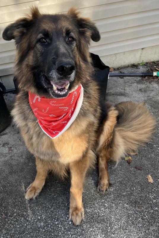 Frisco Reversible Candy Cane Cozy Knit Faux Fur Dog & Cat Pullover Bandana, 1 count