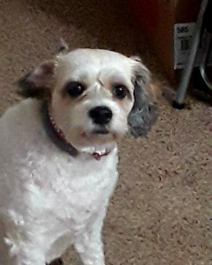 Duchess Our Furbaby!!