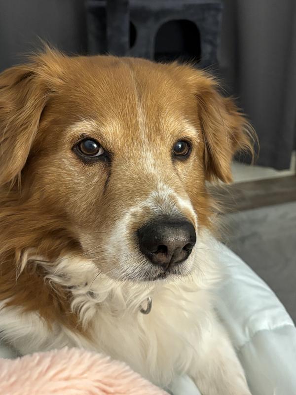 A happy healthy Grif