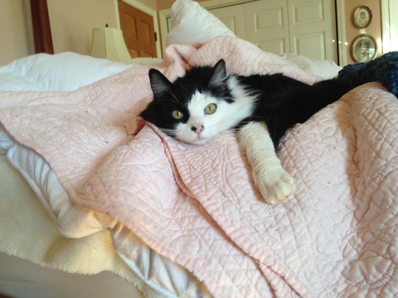 Amy Cakes, pillow princess lounging