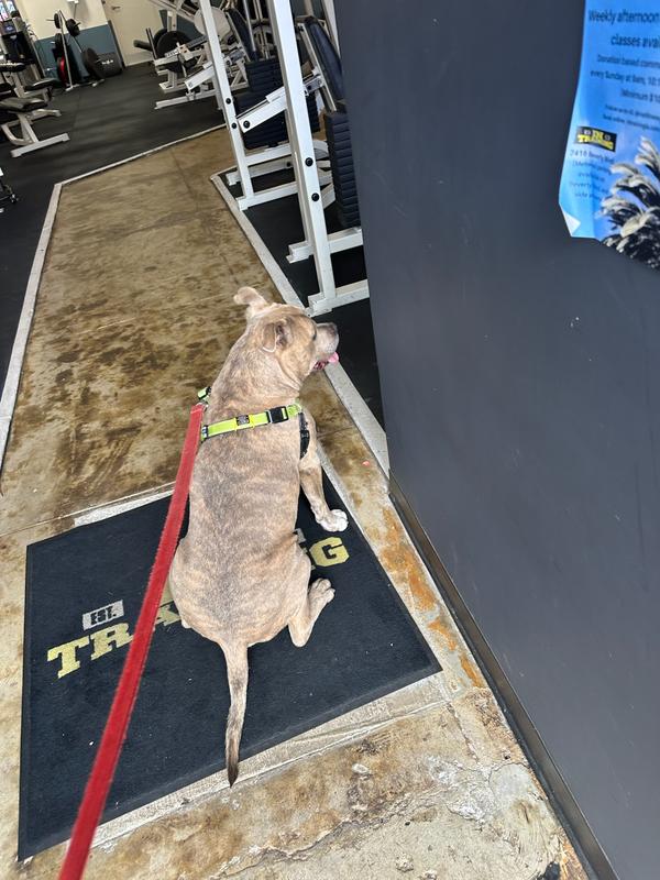 Enzo's daily stop at the neighborhood gym waiting for his treat! :-)