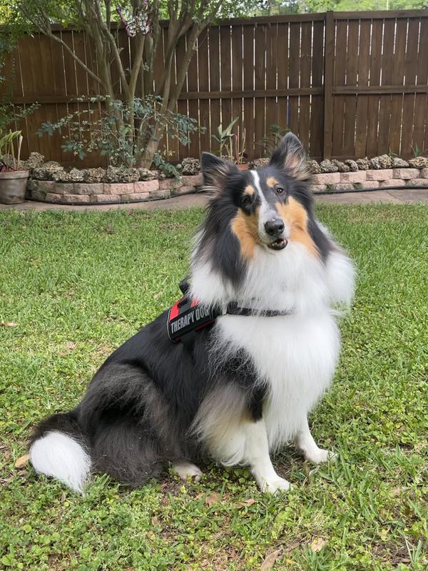 Therapy Dog Pet Vest