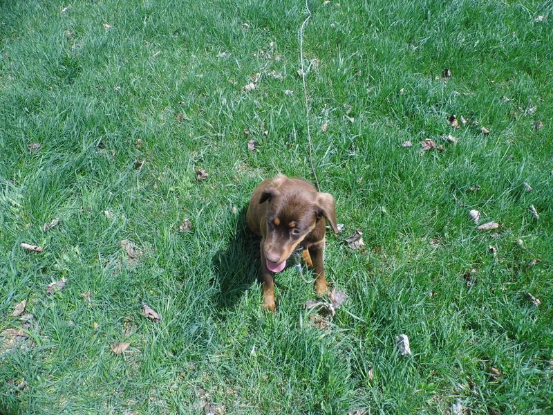 Holly, a beagle/lab mix out in the yard!!!!!!!!!!!!