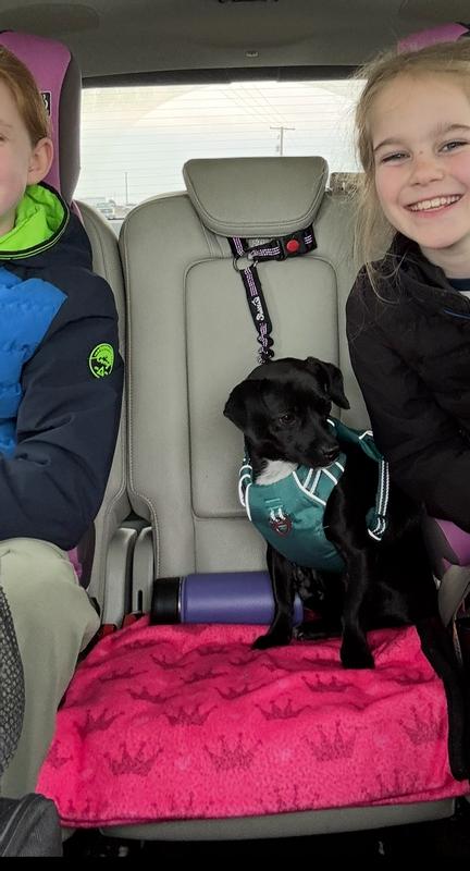 Dog restrained in her own seat