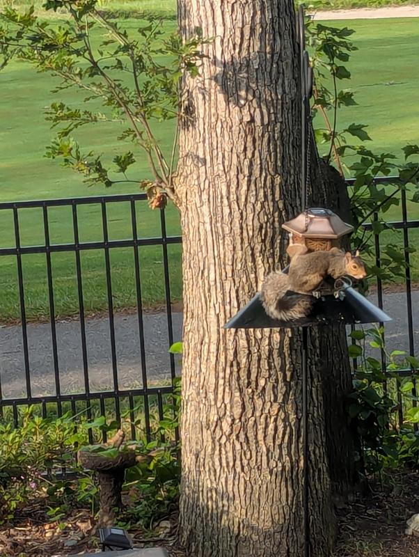 Aggressive, hungry squirrel baffled me!