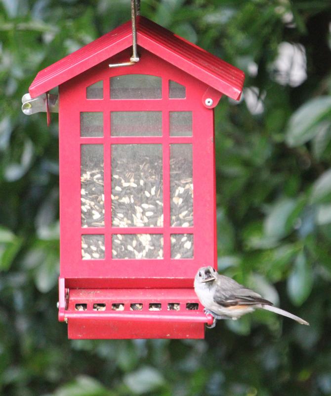 Titmouse caught with his mouth full!