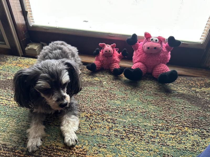 We needed a small and received a BIG pig