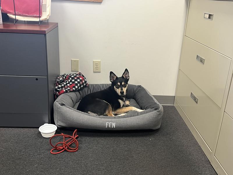 Fen (Fenway) loves his work bed