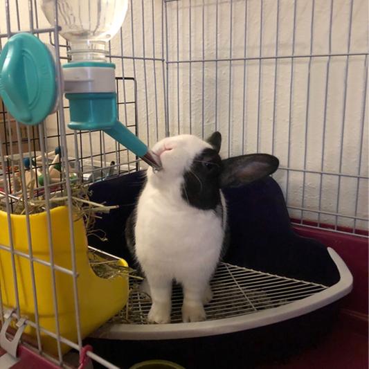 Works really great for my rabbits!