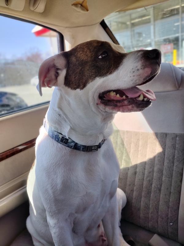 Maley waiting for delivery from Chewy