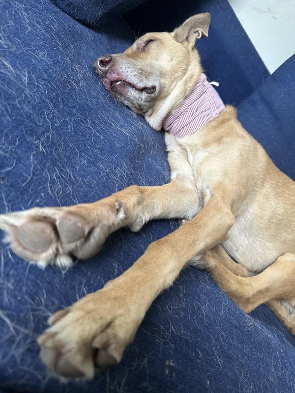 Happily snoozing! The neck wrap is to hold her continuous glucose monitor in place.