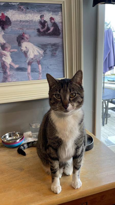 Happy Mr. Kitty! Finally relaxed and isn’t hissing or growling