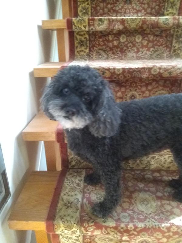 His "seeing eye" buddy Niles