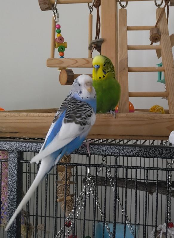 Waiting for their Kaytee