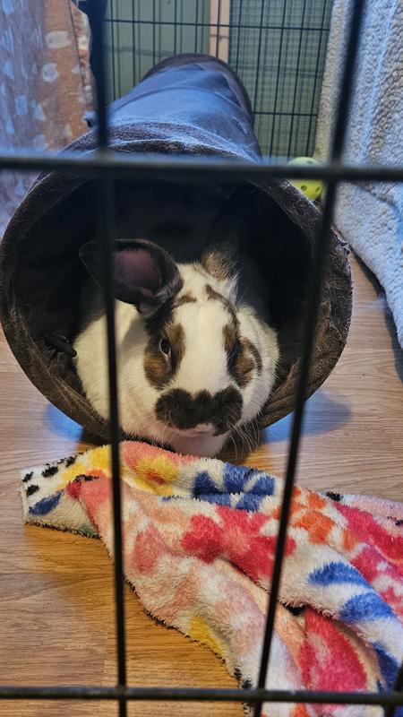 Detective Smalls in his favorite tunnel.