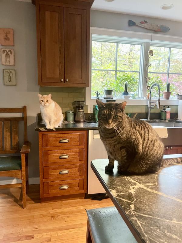 Waiting for their BFF