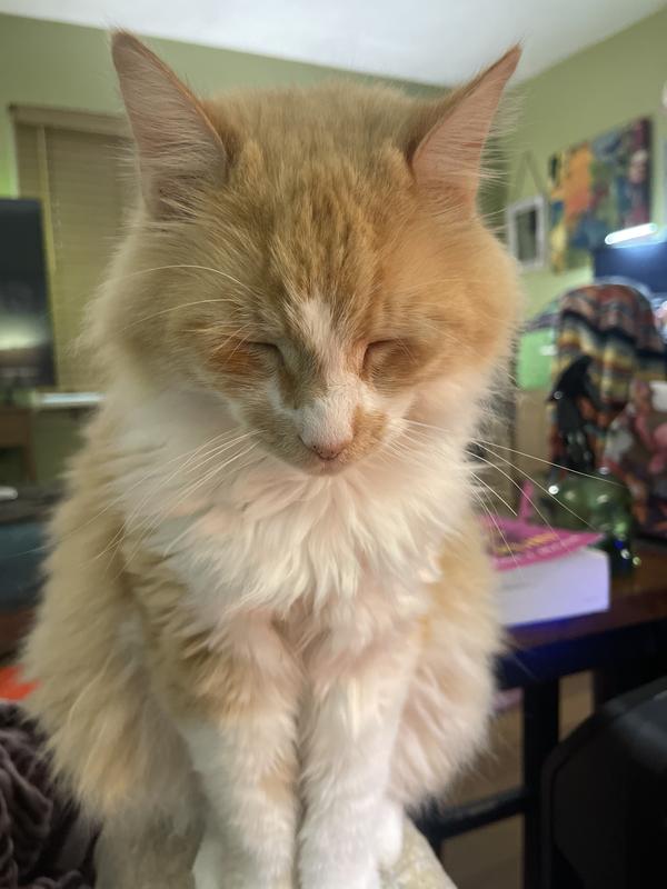 Marley who doesn’t do well self grooming and needs brushed daily.