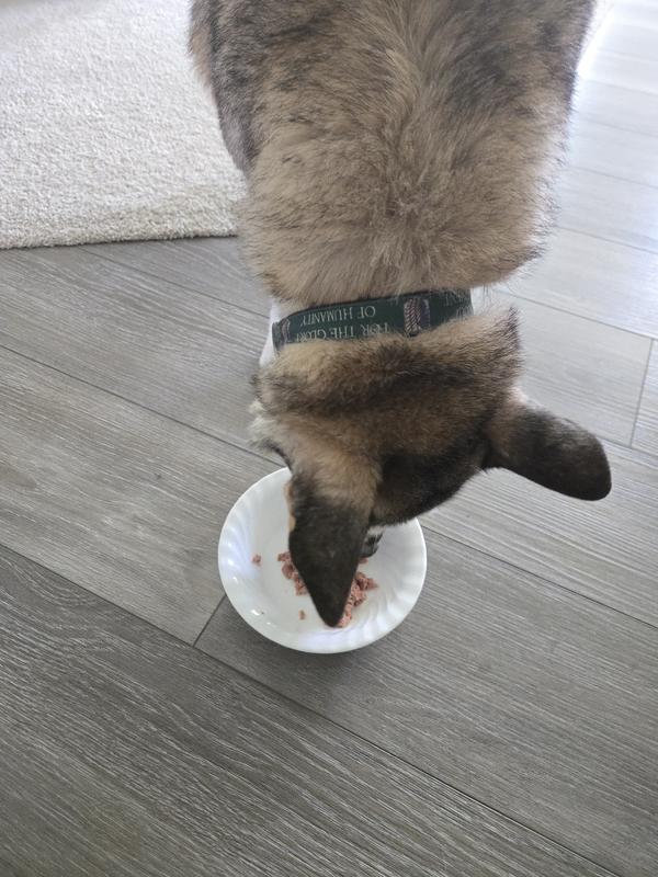 Maggie enjoying dinner