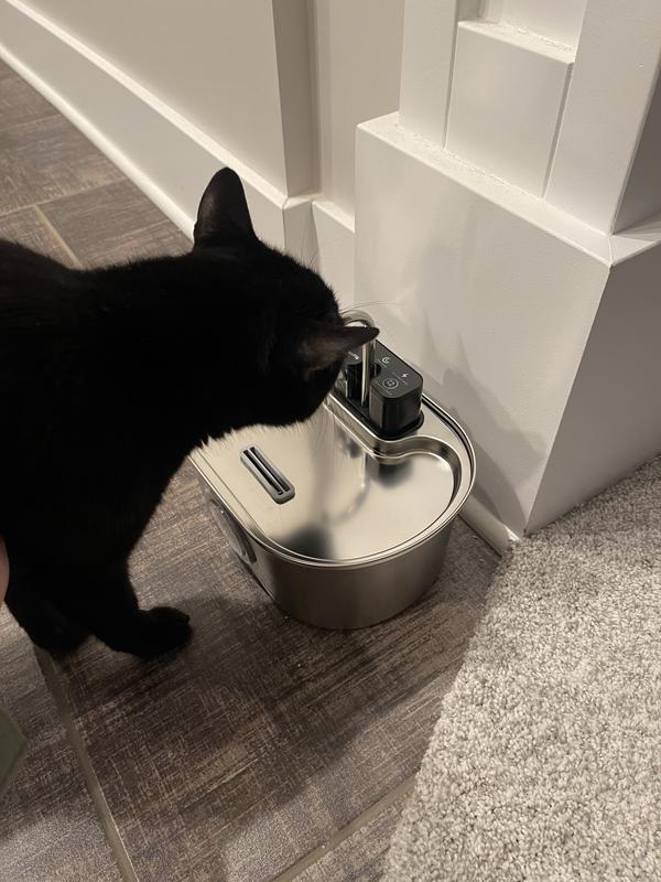 Loving the fountain!