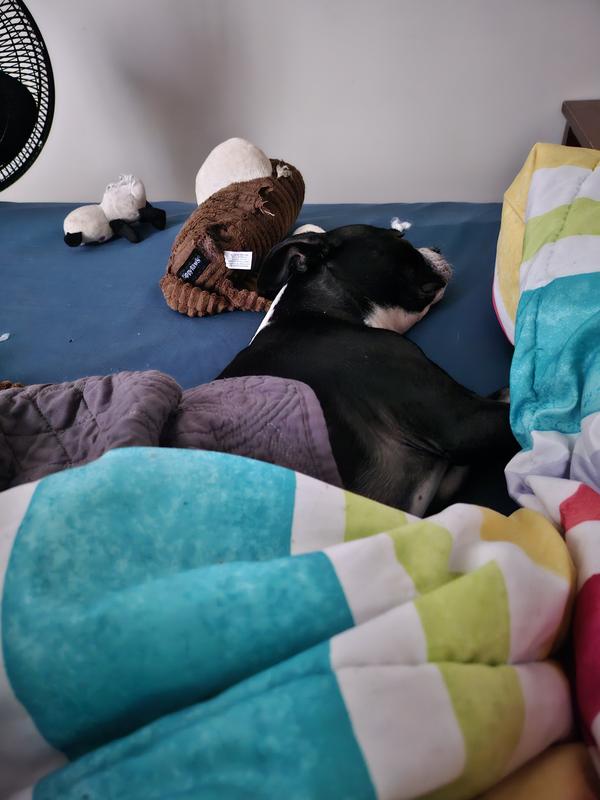 Daisy sleeping with her ill-fated monkey